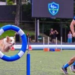 Copa 4Fun e 1ª Etapa XVII Copa Paulista de Agility agitam final de semana em Osasco