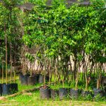 Projeto Pomares Urbanos fortalece áreas verdes, segurança alimentar e agenda climática em Osasco