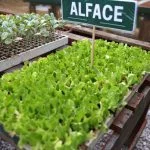 Osasco inaugura 1º Núcleo de Compostagem e Produção Agroecológica