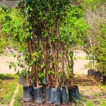 Enel lança projeto “Árvore Mais Segura” em Osasco