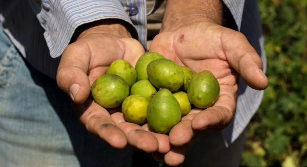 Semana da Economia Solidária em Osasco